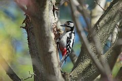 Dzicio duy - (Dendrocopos major) - Great Spotted Woodpecker