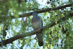 Gob grzywacz - (Columba palumbus) - Common Wood Pigeon