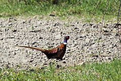 Baant - (Phasianus colchicus) - Common Pheasant