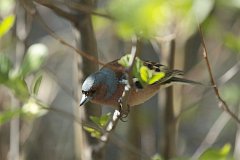 Ziba zwyczajna - (Fringilla coelebs) - Chaffinch