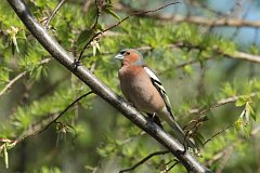 Ziba zwyczajna - (Fringilla coelebs) - Chaffinch