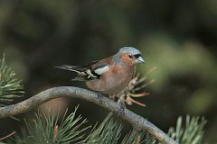 Ziba zwyczajna - (Fringilla coelebs) - Chaffinch