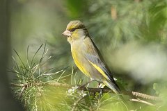 Dzwoniec zwyczajny - (Carduelis chloris) - European Greenfinch