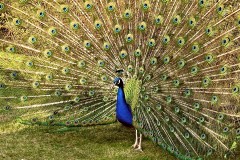 Paw indyjski (zwyczajny) - samiec - (Pavo cristatus) - Indian Peafowl (Blue Peafowl)