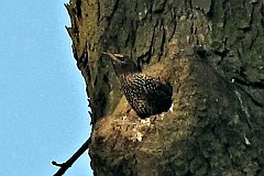 Szpak zwyczajny (pospolity) - (Sturnus vulgaris) - European Starling (common)