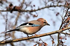 Sjka zwyczajna - (Garrulus glandarius) - Eurasian Jay