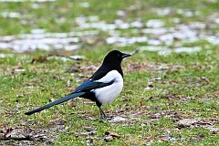 Sroka zwyczajna - (Pica pica) - Eurasian Magpie, European Magpie, or Common Magpie