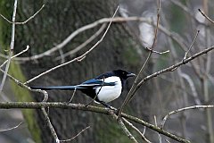 Sroka zwyczajna - (Pica pica) - Eurasian Magpie, European Magpie, or Common Magpie