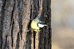 Sikora bogatka - (Parus major major) - Great Tit