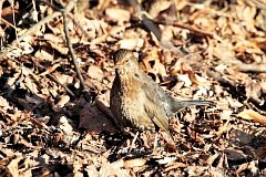 Kos - (Turdus merula) - Common Blackbird