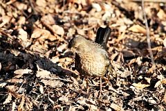 Kos - (Turdus merula) - Common Blackbird