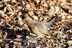 Kos - (Turdus merula) - Common Blackbird