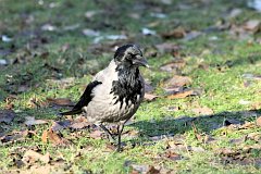 Wrona siwa - (Corvus cornix) - Hooded Crow