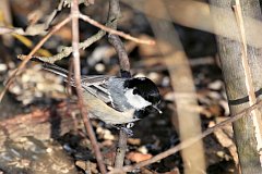 Sikora sosnwka - (Periparus ater) - Coal Tit