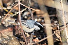 Sikora sosnwka - (Periparus ater) - Coal Tit