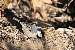 Sikora sosnwka - (Periparus ater) - Coal Tit