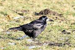 Gawron - (Corvus frugilegus) - Rook