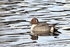 Roeniec zwyczajny - (Anas acuta) - Northern Pintail