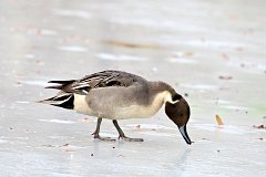 Roeniec zwyczajny - (Anas acuta) - Northern Pintail