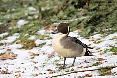 Roeniec zwyczajny - (Anas acuta) - Northern Pintail