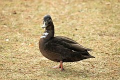 Kaczka - (Anatidae) - Duck