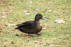 Kaczka - (Anatidae) - Duck