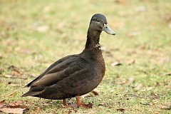 Kaczka - (Anatidae) - Duck