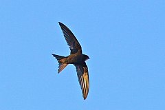 Jerzyk zwyczajny - (Apus apus) - Common Swift