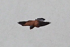 Pustuka zwyczajna - (Falco tinnunculus) - Common kestrel