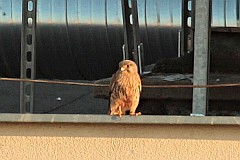 Pustuka zwyczajna - (Falco tinnunculus) - Common kestrel