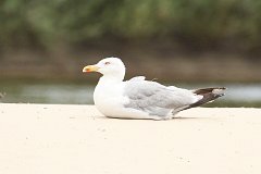 Mewa srebrzysta - (Larus argentatus) - European Herring Gull