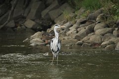 Czapla siwa - (Ardea cinerea) - Grey Heron