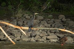 Kormoran zwyczajny - (Phalacrocorax carbo sinensis) - Great Black Cormorant