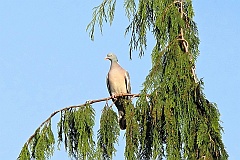 Gob grzywacz - (Columba palumbus) - Common Wood Pigeon