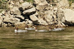 Nurog - (Mergus merganser) - Common Merganser