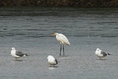 Czapla biaa - (Ardea alba) - Great Egret