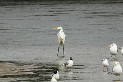 Czapla biaa - (Ardea alba) - Great Egret