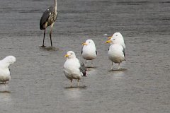 Mewa srebrzysta - (Larus argentatus) - European Herring Gull