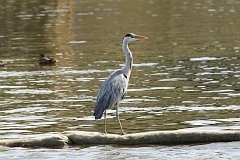 Czapla siwa - (Ardea cinerea) - Grey Heron