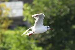 Mewa mieszka - (Chroicocephalus ridibundus) - Black-headed Gull