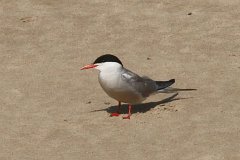 Rybitwa rzeczna (zwyczajna) - (Sterna hirundo) - Common Tern