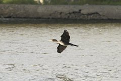 Kormoran zwyczajny - (Phalacrocorax carbo sinensis) - Great Black Cormorant