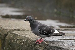 Gob miejski - (Columba livia forma urbana) - Feral Pigeon