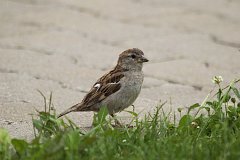 Wrbel zwyczajny - (Passer domesticus) - House Sparrow