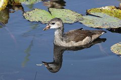 Kokoszka zwyczajna - (Gallinula chloropus) - Common Moorhen