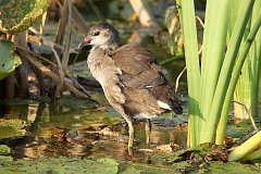 Kokoszka zwyczajna - (Gallinula chloropus) - Common Moorhen