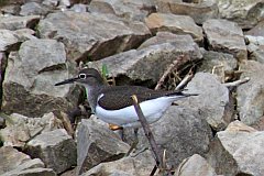 Brodziec piskliwy - (Actitis hypoleucos) - Common Sandpiper