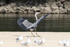 Czapla siwa - (Ardea cinerea) - Grey Heron