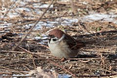 Wrbel mazurek - (Passer montanus) - Eurasian Tree Sparrow