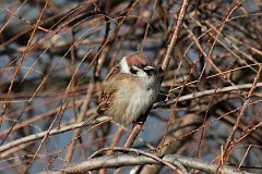 Wrbel mazurek - (Passer montanus) - Eurasian Tree Sparrow